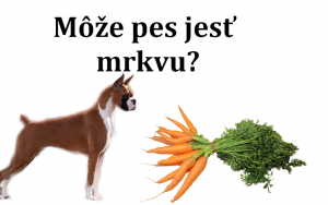Môže pes jesť mrkvu