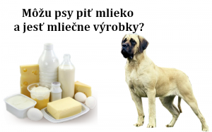 Môžu psy piť mlieko a jesť mliečne výrobky