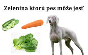 Zelenina ktorú pes môže jesť 