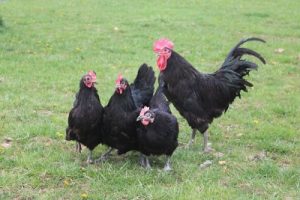 Raza de gallinas ponedoras Australorp (Australorp)