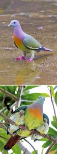Paloma verde de cuello rosa (Pink-necked green pigeon)