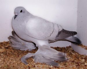Plemeno holuba  12. Ledový holub