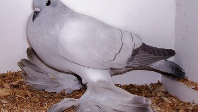 Plemeno holuba  12. Ľadový holub