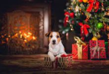16 najlepších vianočných darčekov pre vášho psa v roku 2021