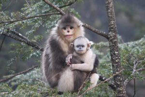 Zajímavá fakta o Číně Čínské opice junnan nosatý žijí ve větších nadmořských výškách než kterýkoli jiný primát kromě člověka.