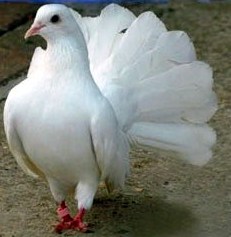 Rasa gołębia Gołąb pocztowy