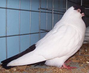 Plemeno holubů Přilbový holub holubice