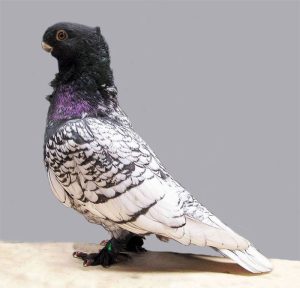   Plemeno holubů Oriental Seagull pigeon