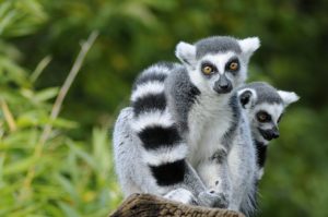 Madagaskar je domovom 70 druhov lemurov, ktoré sa nenachádzajú nikde inde na Zemi.