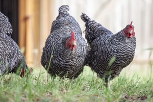 Plymutka (Plymouth Rock chicken) - Kury wysokoniosące