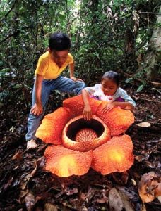 Zaujímavosti o Ázii  V juhovýchodnej Ázii nájdete najväčší kvet na svete Rafflesia