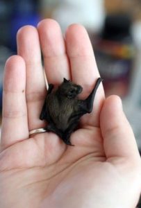 Zajímavá fakta o nejmenším asijském savci na světě! Kitti's
