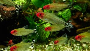 Akvarijní ryby 10 akvarijních ryb pro začátečníky