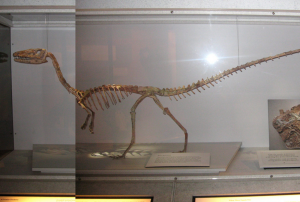 fosilie dinosaurov 