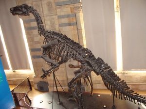 Zkameněliny dinosaurů rodu Iguanodon (1820)