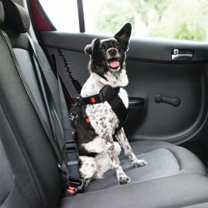 Cintas transportadoras-para-conducir-un-perro-y-red-a-un-coche