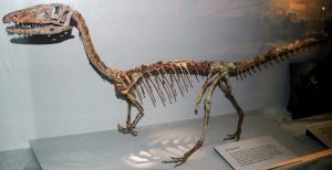 Fósiles de Sinosauropteryx (1997)