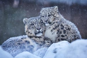 V Kazachstane môžete vidieť snežného leoparda 