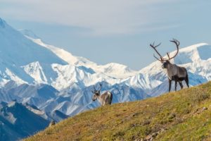 Zaujímavosti o Aljaške