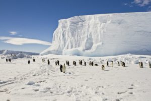 Zaujímavosti o Antarktíde zvierata
