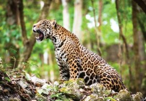 Zajímavosti o Mexiku  V Mexiku žijí jaguáři