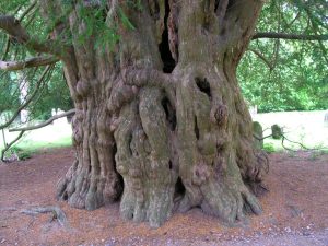 Zaujímavosti o Škótsku je domovom jedného z najstarších stromov v Európe