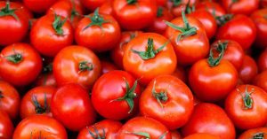 Ciekawostki o Hiszpanii Hiszpanie zmagają się z pomidorami