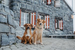 Datos interesantes sobre Suiza La tenencia de perros está sujeta a ciertas normas