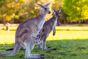 zvířata v Austrálii