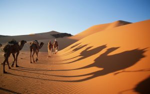 Världens största öken Saharaöknen