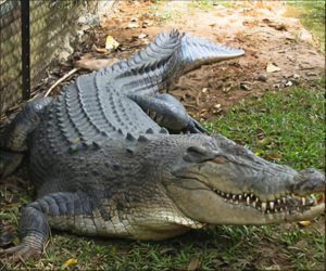 Aligator - Zwierzęta na A