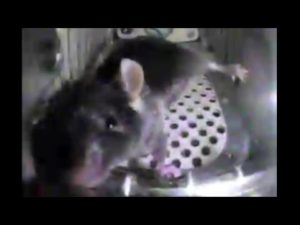 Myši - Zvířata ve vesmíru