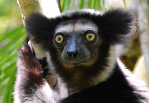 Indri Zvieratá na i