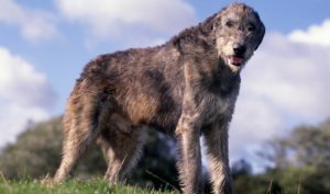  Irský vlkodav Zvířata na i