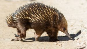 Tachyglossus ( ježek ) - Zvířata v Austrálii 