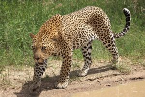 Leopard - Zwierzęta na l