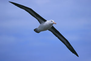Albatros - Zwierzęta na A