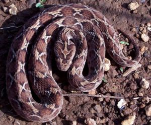 Jedovatí živočichové Nejjedovatější had na světě Echis