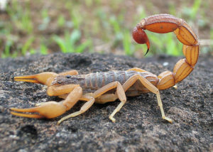 Jedovatí živočichové Nejjedovatější škorpion na světě Škorpion indický Nejjedovatější škorpion na světě Škorpion červený indický