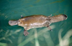 Nejjedovatější savec Platypus Jedovatá zvířata