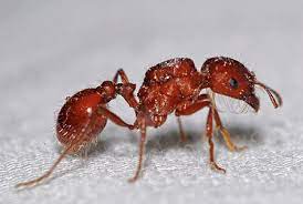 Nejjedovatější hmyz na světě, mravenec sklípkan ( Harvester Ant )