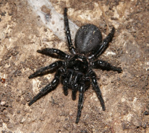 Nejjedovatější pavouk na světě Atracidae ( australský pavouk)