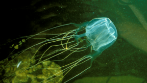 Nejjedovatější medúza Nejnebezpečnější medúza Medúza krabicová