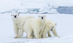 Zdjęcia zwierząt polarnych