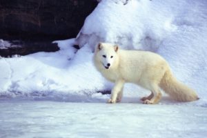 Obrázky polárních zvířat