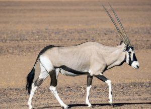 Zvířata na asi 3. oryx