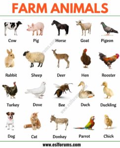 Zvířata v páté lekci angličtiny 