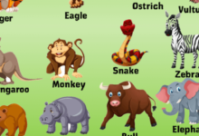 Zvieratá po Anglicky Prvá lekcia 