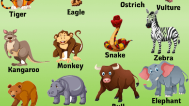 Zvieratá po Anglicky Prvá lekcia 