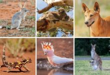 Zvieratá v Austrálií 